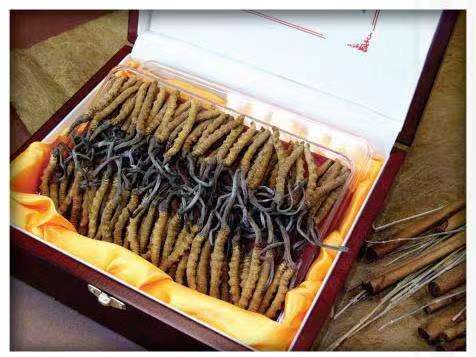 海城冬虫夏草回收